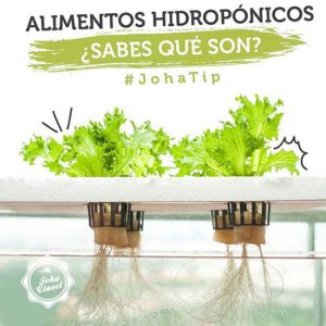 vegetales hidropónicos